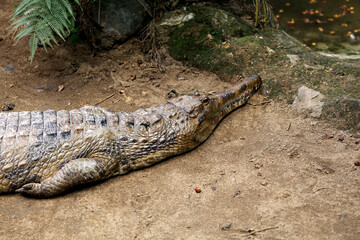 False Gharial (Tomistoma schlegelii), unique large crocodile from Southeast Asian fresh waters, swamps and rivers.