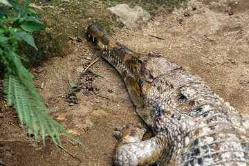 Obraz premium False Gharial (Tomistoma schlegelii), unique large crocodile from Southeast Asian fresh waters, swamps and rivers.