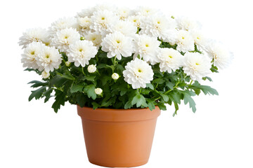 Yellow chrysanthemum in a pot isolated on white background. 
