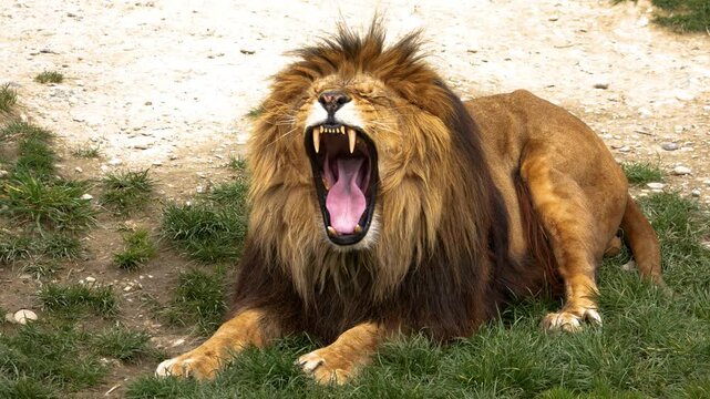 a large predator, a lion yawns and you can see his fangs. It's a mountain lion.