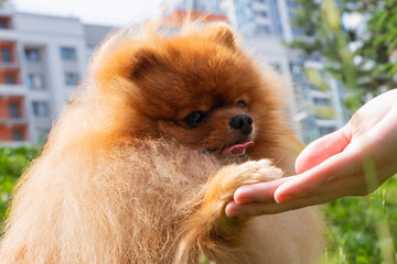 Pomeranian spitz dog reaches out its paw to a person in a green park surrounded by buildings, radiating warmth and joy on a sunny afternoon. dog portrait close up