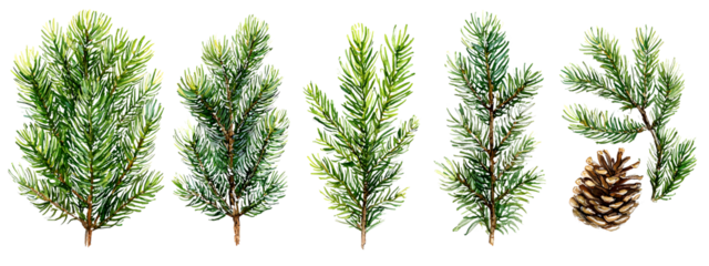 Coniferous twigs, red berries, pine cones, spruce cones on a white background.