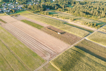 Farmer creating hay lines in field