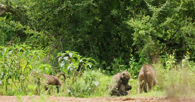 A Group Of Baboons Eating At Their Natural Habitat In Madikwe Game Reserve, South Africa. Static Shot