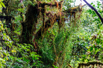 Fototapeta premium The natural background of the mountain atmosphere, green rice fields and many kinds of plants surrounding, rainbow and a walkway to see the completeness of the ecosystem.