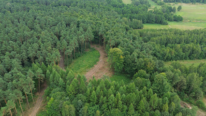 Logging industry stacks cut trees in a forest clearing