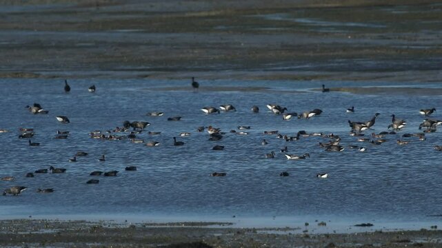Migrating Brent Geese, Branta bernicla, and Wigeon, Anas penelope, feeding in a coastal sea estuary.
