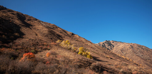 Fototapeta premium Sunlight filters through a forested mountainside, illuminating the red and gold autumn leaves against a backdrop of rugged slopes, evoking the serene beauty of a mountain wilderness in fall.