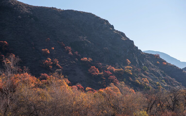 a late autumn landscape where barren trees and shrubs dot the slopes of rolling hills, leading up...