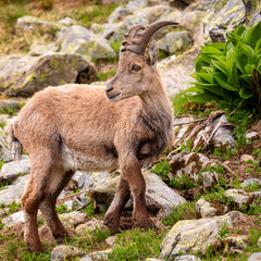 The Alpine ibex (Capra ibex), Mount Blanc area, France