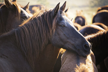 Portrait of calm brown horse with its herd. Hucul pony breed in Beskidy, Poland, Europe.