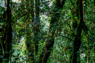 The natural background of the mountain atmosphere, green rice fields and many kinds of plants surrounding, rainbow and a walkway to see the completeness of the ecosystem.