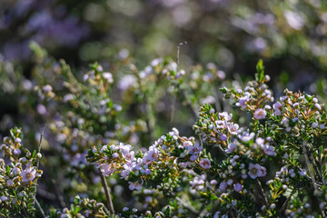 a dense thicket of shrubs, covered in small, delicate purple-pink flowers. The blooms are nestled amidst the green foliage, creating a soft, fresh-looking scene. The background is slightly blurred