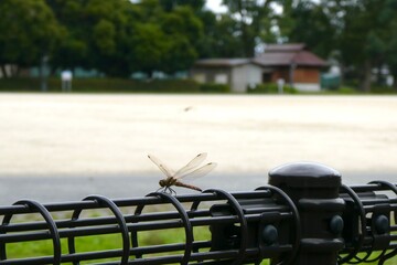 公園と柵のとんぼ © sinren Hasumi