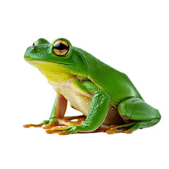 Fototapeta premium Close-Up Green Frog With Bright Eyes On Transparent Background 