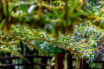 The natural background of the mountain atmosphere, green rice fields and many kinds of plants surrounding, rainbow and a walkway to see the completeness of the ecosystem.