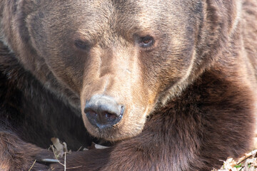 brown bear close up