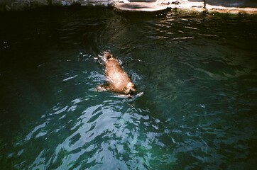 Obraz premium Sea Lion in the water