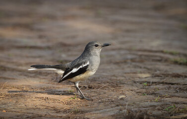Oriental magpie robin is on the ground.this photo was taken from Bangladesh.