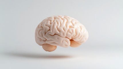 Human Brain, White Background