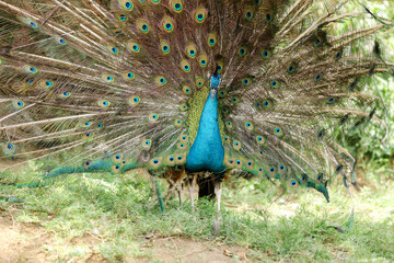 Obraz premium A peacock (pavo cristalus) showing its exquisite and vibrant plumage with detailed eye spots, highlighting the bird's natural beauty