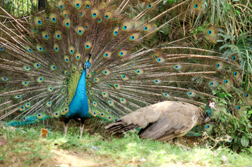 Obraz premium A pair of peafowl, a female peahen in the foreground and the male peacock displaying his train. 