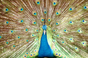 Fototapeta premium A peacock (pavo cristalus) showing its exquisite and vibrant plumage with detailed eye spots, highlighting the bird's natural beauty