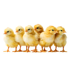 Fototapeta premium Sweet Baby Chick Cluster For Spring On Transparent Background