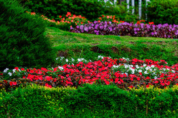 natural background of many species of plants that are laid out in the park, for the propagation of the species and to provide shade for those who stop by while traveling to study the ecology.