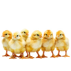 Fototapeta premium Cute Baby Chicks Lined Up On Transparent Background