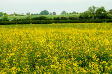 Obraz premium UK Park countryside