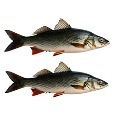 Obraz premium Two Identical Fish With Red Fins On Transparent Background 
