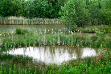 Park in the UK, Lake with birds