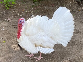 Beltsville small white turkey standing on ground in the country