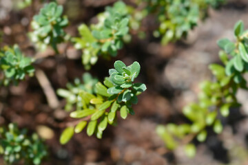 Dwarf purple rhododendron leaves