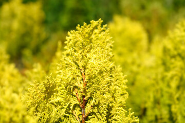 Dwarf golden oriental thuja branch