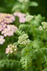 Milly Rock Rose Yarrow flower buds