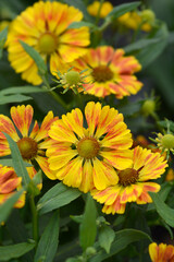 Sneezeweed HayDay Red Bicolor flowers flowers