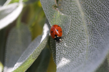 Ladybug on the leaf in the garden