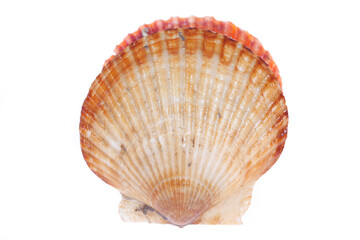 Scallops isolated on a white background