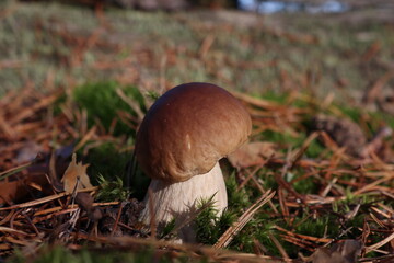 mushroom in the forest
