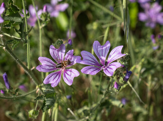 Obraz premium Hibiscus flower and a honey bee perched on it. Common mallow wild plant.
