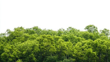 Green trees in the forest isolated on white background