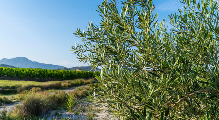 A sunlit olive grove in the Spanish countryside with a focus on the vibrant green leaves of an...