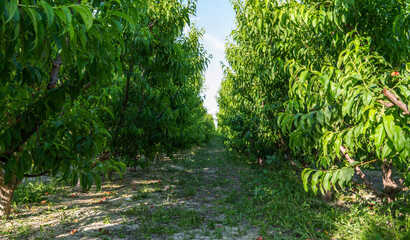 A lush orchard of fruit trees with thick green foliage creates a serene tunnel-like pathway. The...