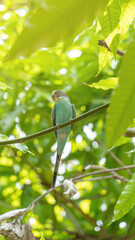 Obraz premium Blue Parakeets bird perch on trees.