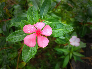 Exploring Catharanthus roses: Bright Eyes and the Beauty of Madagascar Periwinkle