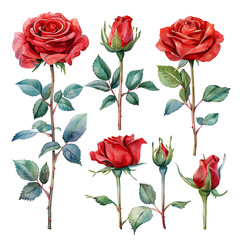 Set of Watercolor red rose blooming elements. Hand drawn romantic red rose, green leaves branch, and stem isolated on white background. Suitable for decorative invitations, posters, or cards