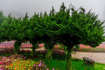 Fototapeta premium natural background of many species of plants that are laid out in the park, for the propagation of the species and to provide shade for those who stop by while traveling to study the ecology.