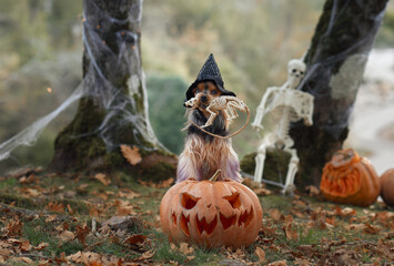 Obraz premium A Yorkshire Terrier wears a witch hat while sitting next to a carved pumpkin in a spooky forest decorated with Halloween props. The eerie atmosphere and decorations enhance the Halloween spirit.